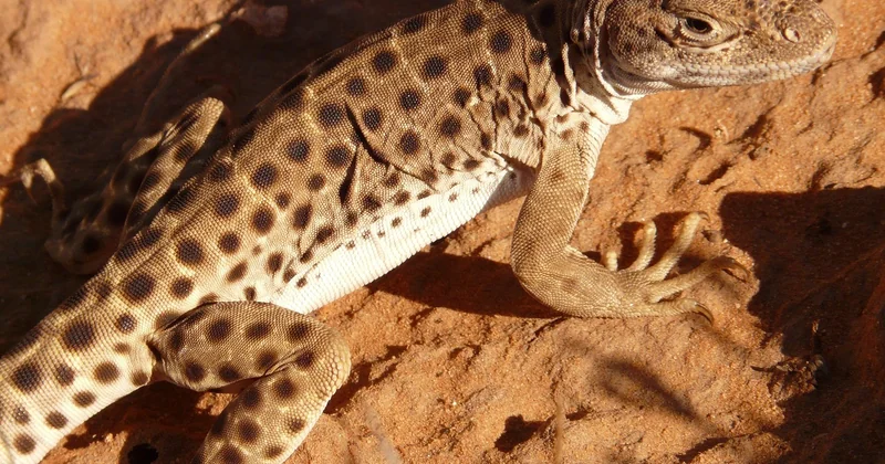 Les merveilles naturelles à ne pas manquer, parc par parc